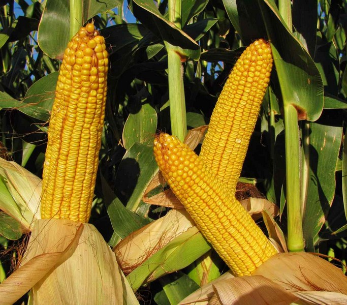 CORN GRANOMEC