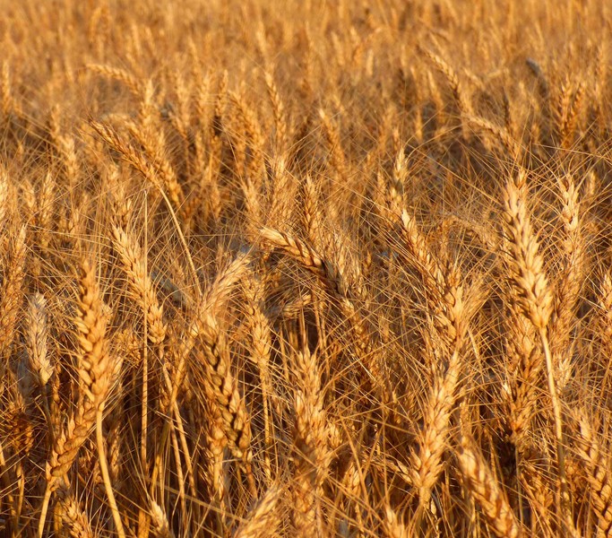 DURUM WHEAT GRANOMEC