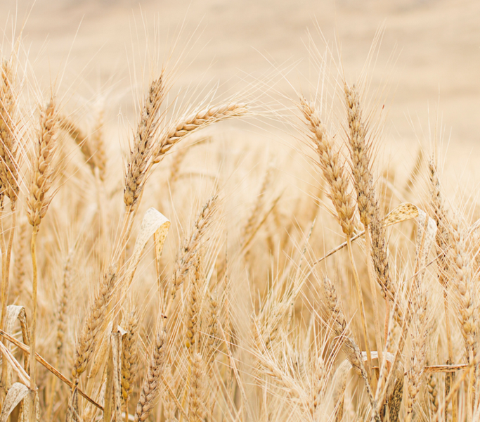 WHITE WHEAT